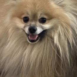 Pomeranians from Latte Pup Love