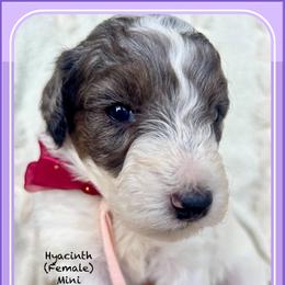 HYACINTH - Parti female Goldendoodle puppy in Houston, Texas from Pia’s Doodle Poodle Wag