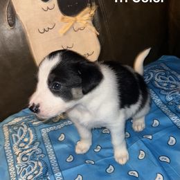Boy 5 - Manny - Black and white male Border Collie puppy in Liverpool, Pennsylvania from Breezy Acres Stock & Sporting Dogs