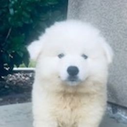 Klondike - White male American Eskimo Dog puppy in Redlands, California from Arctic Storm Kennels
