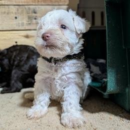 AKC white boy 1 (black collar) - White male Miniature Schnauzer puppy in Greencastle, Indiana from Tiny Tushy Lodge