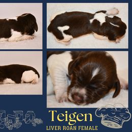 Teigen - Liver roan female Brittany puppy in Hollidaysburg, Pennsylvania from Royal Flush Farms