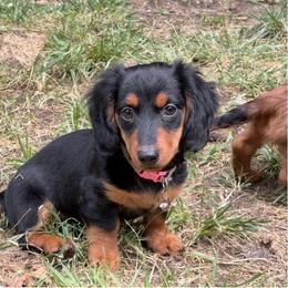 Bella - Black and tan female Dachshund puppy in Hobart, Indiana from Cogsworth Cromwell Dachshunds of NW Indiana and SW Michigan