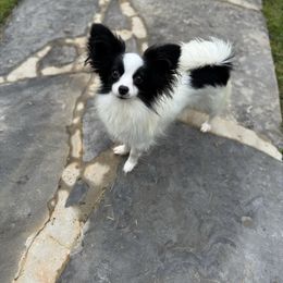 Diamond - Papillon