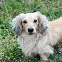 Dachshunds from Foothills Precious Paws