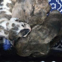Boy 2 - Harlequin male Great Dane puppy in Camby, Indiana from Heather's Noble Saints