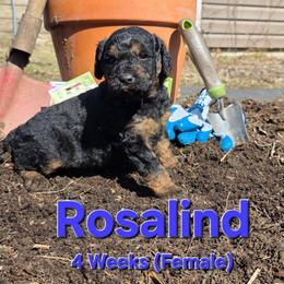 Rosalind - Black female Labradoodle puppy in Genoa City, Wisconsin from Sakura Pups