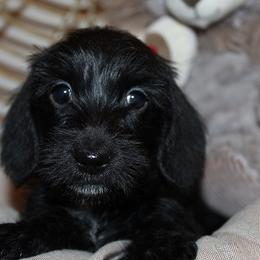 Girl 2 - Black female Dachshund puppy in Craig, Colorado from Rocky Mountain Shih Tzus and Dry Creek Miniature Dachshunds