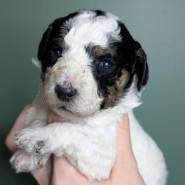 Winry - Parti female Poodle puppy in Salem Township, Maine from Moirae Poodles