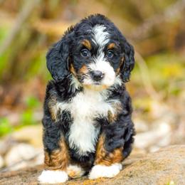 Viper - Tri-color male Bernedoodle puppy in Dundee, Ohio from Down Home Doodle