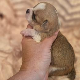 Ellie - Fawn and white female Chihuahua puppy in Brooksville, Florida from Daystars Chihuahuas