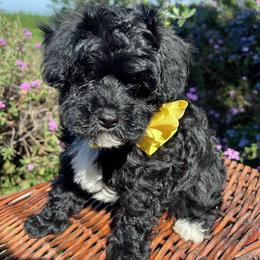 Yellow Collar - female Cavapoochon puppy in Waterford, California from Windy Hill Doodles