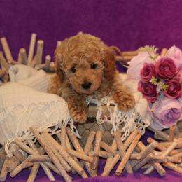 Aussiedoodle and Goldendoodle Puppies from West Coast Doodles