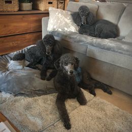 Poodle Puppies from Linden Poodles