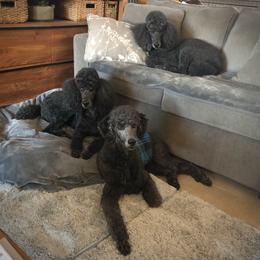 Poodle Puppies from Linden Poodles