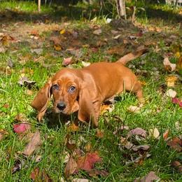 Falconer - Brown and white male Basset Hound puppy in Big Rapids, Michigan from Basket Hound Bassets