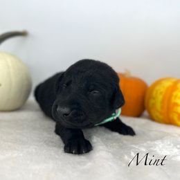Black male - Black male Labrador Retriever puppy in Sherrard, Illinois from Gochee Labs