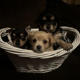 Chihuahua Puppies from Van Ausdoll Kennels
