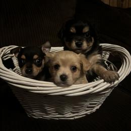 Chihuahua Puppies from Van Ausdoll Kennels
