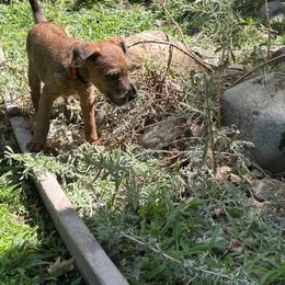 Red - Red female Irish Terrier puppy in Woodland, California from Morrigan Irish Terriers