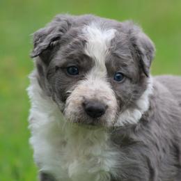 Wick - Slate male Border Collie puppy in Tylertown, Mississippi from Cool Meadow Farms