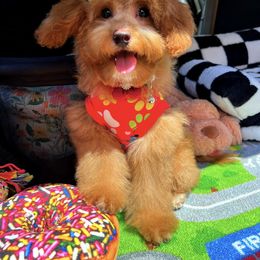 BabyKaia - Red female Maltipoo puppy in Sugar Land, Texas from Celebrity Maltipoos