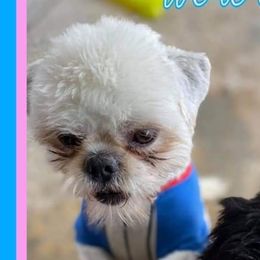 Mason - Shih Tzu