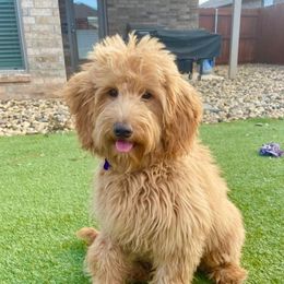 Stella - Goldendoodle