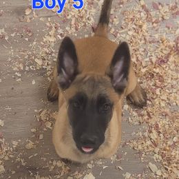 Boy 5 - Mahogany male Belgian Malinois puppy in Corpus Christi, Texas from Heavenly Firefly Belgian Malinois