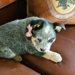 Australian Cattle Dog Puppies from Buffalo Valley AKC Australian Cattle Dogs
