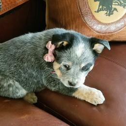 Australian Cattle Dog Puppies from Buffalo Valley AKC Australian Cattle Dogs
