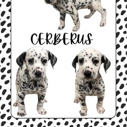 CERBERUS - White and black male Dalmatian puppy in Waxahachie, Texas from Tiff’s Dalmatian Plantation