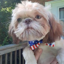 Shih Tzu All Grown Up from Charming Southern Shih Tzu
