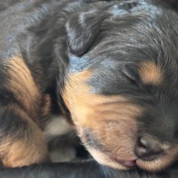 Bernedoodles from Reeces Pieces Puppies