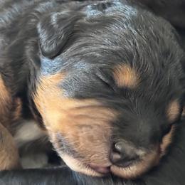 Bernedoodles from Reeces Pieces Puppies
