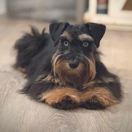 Nash - Miniature Schnauzer