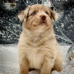 Amethyst - Red merle female Australian Shepherd puppy in Petersburg, Indiana from Royal Aussie’s