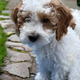 Poodles from Dave Poodles