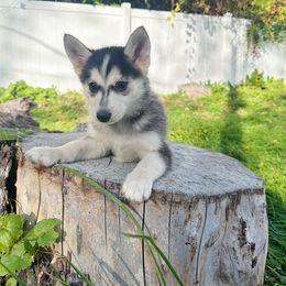 Girl1 - Wolf sable male Pomsky puppy in Bolton, Connecticut from Elle Pomsky