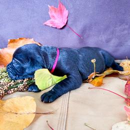 Charlie - Black female Great Dane puppy in Climax, Michigan from Beaver Creek Danes