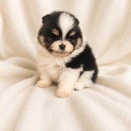 Reed - Black and tan parti male Pomeranian puppy in Sandia, Texas from Broken Arrow Poms