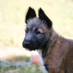 Belgian Laekenois Puppies from Chiens de Rafale