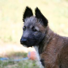 Belgian Laekenois Puppies from Chiens de Rafale