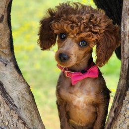 Goldendoodle and Poodle Puppies from Poodles Perfected