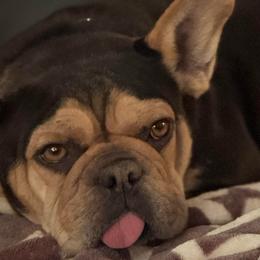 Jade - French Bulldog