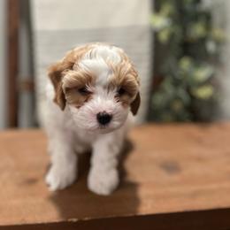 Tillie - White female Cavapoo puppy in Englewood, Ohio from Hart’s Cavapoos