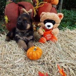 German Shepherd Puppies from Semper Fi K-9