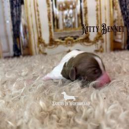 Kitty Bennet - Cream female Dachshund puppy in Rainier, Oregon from Doxies in Wonderland