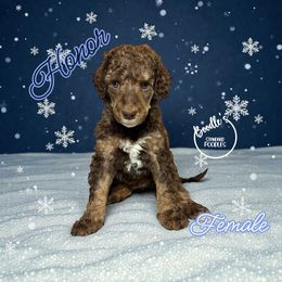 Honor - Brown female Poodle puppy in Pink Hill, North Carolina from Boodle's Standard Poodles