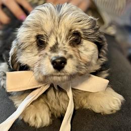 Olaf - Blue merle male Aussiedoodle puppy in Castalia, Iowa from K&K Kennels